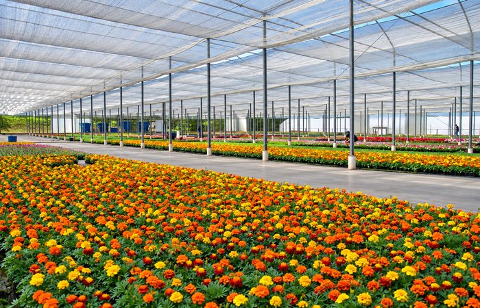 Bela-Flor (1)